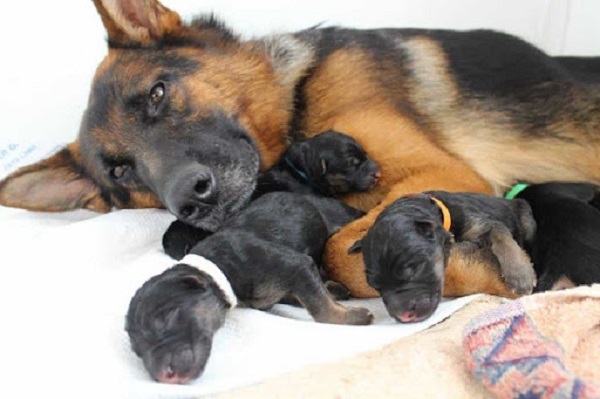 Sau khi chó mẹ đẻ cần được vệ sinh và chăm sóc kỹ lưỡng