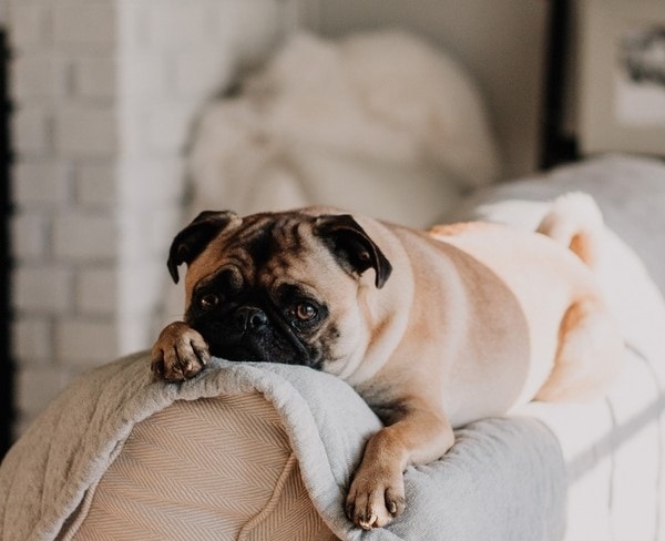 Chó Pug trưởng thành cần nạp lượng thức ăn tương đương 3-4% trọng lượng cơ thể