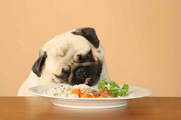 Hướng Dẫn Kỹ Thuật Nuôi Chó Pug Đạt Tiêu Chuẩn