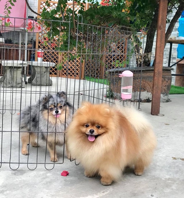 Tổng Hợp Kỹ Thuật Nuôi Chó Phốc Khỏe Mạnh - Sinh Trưởng Tốt