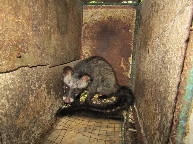 Chồn hương cần được thuần dưỡng để có thể ống với môi trường nuôi nhân tạo