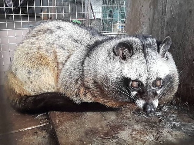 Thiết kế chuồng nuôi chồn hương không yêu cầu quá cao về tiêu chuẩn