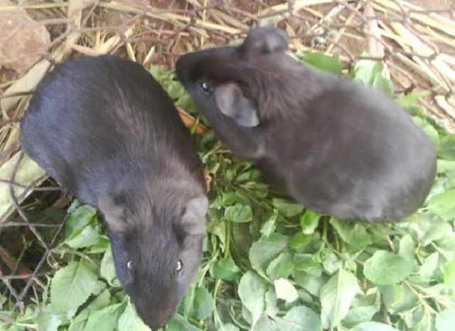 Chuồng trại nuôi chồn nhung đen phải đảm bảo thoáng khí