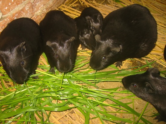 Kỹ Thuật Nuôi Chồn Nhung Đen Cho Người Mới Bắt Đầu