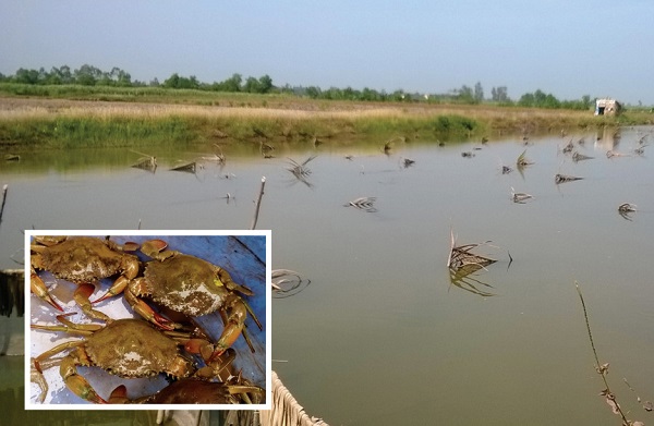 Kỹ thuật Nuôi Cua Biển Công Nghiệp Cho Sản Lượng Cao