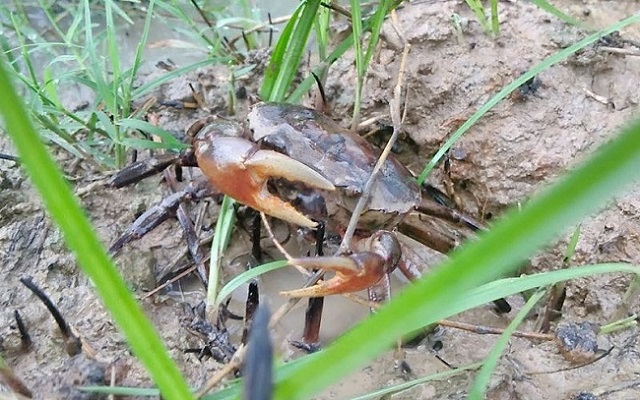 Ruộng nuôi cua đồng sinh sản nên là vị trí bằng phẳng có khả năng giữ nước tốt