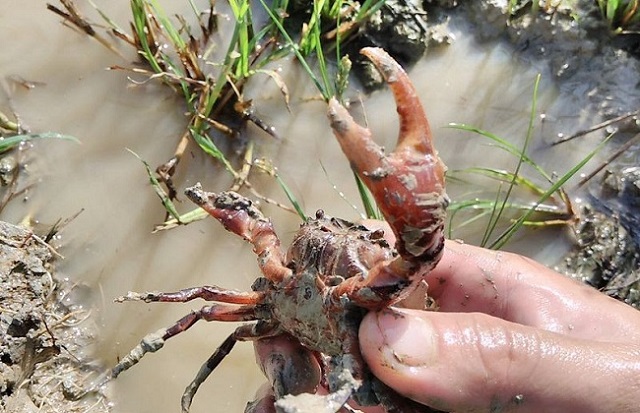 Bà con nông dân cần định kỳ kiểm tra chất lượng nước để kịp tời xử lý nếu có bệnh hại