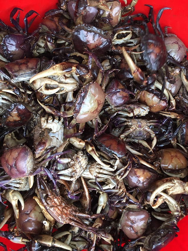 Cua đồng nuôi khoảng 10 tháng với điều kiện tốt nhất sẽ có thể thu hoạch