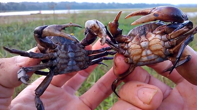 Hướng Dẫn Kỹ Thuật Nuôi Cua Đồng Trong Bể Xi Măng