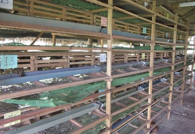 Chuồng trại nuôi cút cần được vệ sinh thường xuyên để tránh mầm bệnh làm ổ