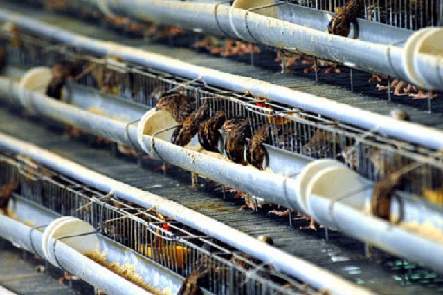 Kỹ Thuật Nuôi Cút Đẻ Và Cút Thịt Có Gì Đặc Biệt?