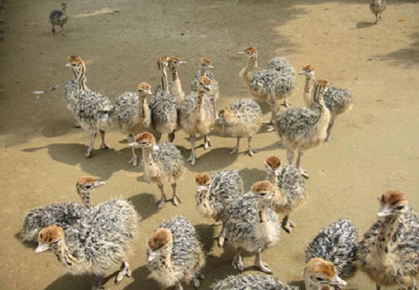 Trên thị trường hiện nay có nhiều giống đà điểu để bà con nông dân lựa chọn