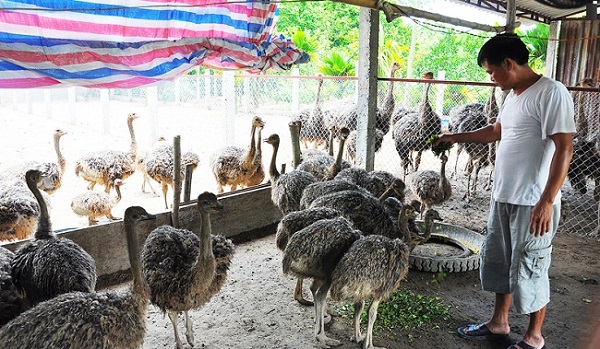 Chuồng nuôi đà điểu cần phải được thiết kế theo những tiêu chuẩn nhất định