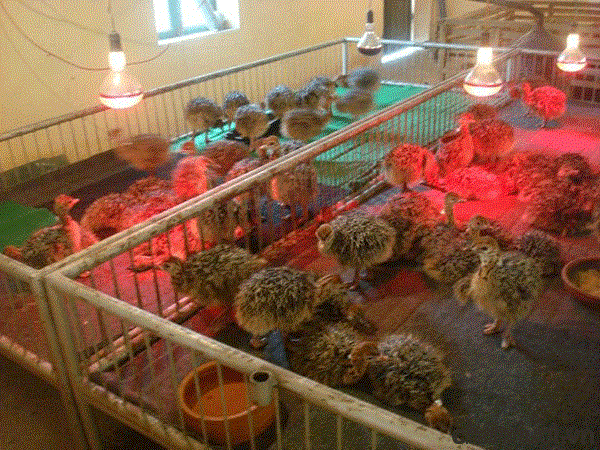 Chuồng nuôi úm đà điểu con cần được trang bị bóng đèn để giữ ấm