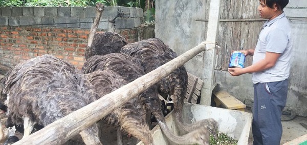 Trong mỗi khu chuồng cần bố trí đầy đủ máng ăn và máng uống nước cho đà điểu