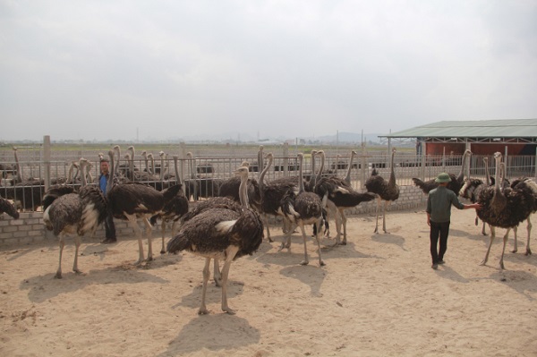 Kỹ Thuật Nuôi Đà Điểu Mang Lại Lợi Nhuận Lớn