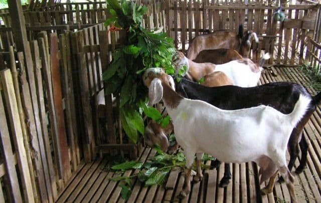 Kỹ Thuật Chăn Nuôi Dê Được Chia Sẻ Từ Những Người Có Kinh Nghiệm