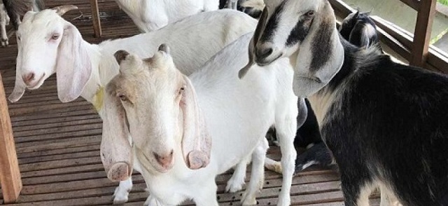 Vệ sinh sạch sẽ chuồng trại là cách tốt nhất để bảo vệ sức khỏe cho dê