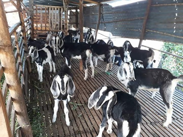 Chia Sẻ Kỹ Thuật Nuôi Dê Bách Thảo Mang Lại Nguồn Thu Lớn