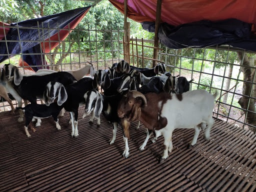 Vị trí làm chuồng dê phải là nơi cao ráo, thoáng mát và thoát nước tốt