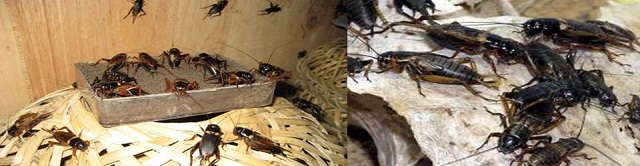 Chuồng nuôi dế cơm có thể là khay chậu hay xô nhựa