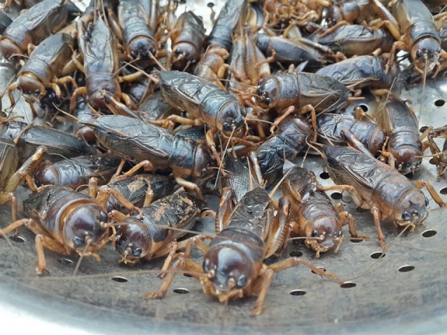 Kỹ Thuật Nuôi Dế Cơm Cho Sản Lượng Cao - Chất Lượng Tốt