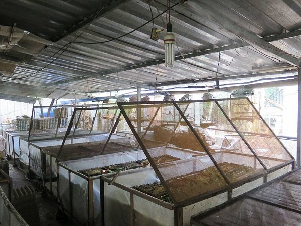 Chuồng nuôi dế mèn có thể được xây dựng theo kích thước phụ thuộc vào số lượng dế giống