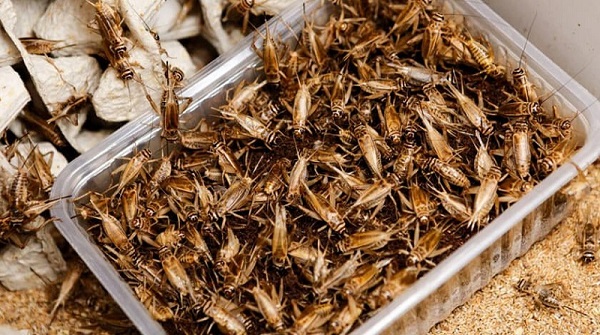 Đơn Giản Và Hiệu Quả Với Kỹ Thuật Nuôi Dế Mèn Từ Chuyên Gia