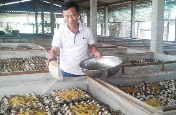 Thu hoạch dế mèn bạn có thể dùng vợt để bắt