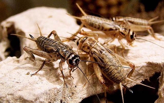 Dế mèn có thể sinh sống trong nhiều loại chuồng, tổ khác nhau