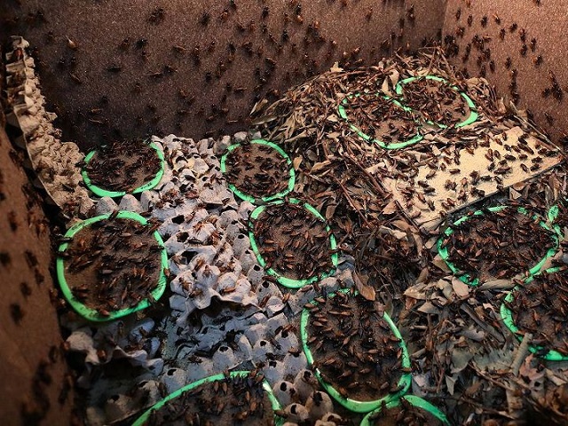 Dế mèn có thể ăn nhiều loại thực phẩm khác nhau