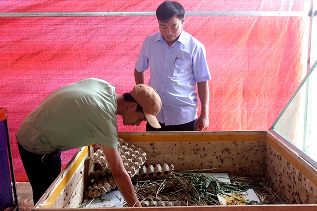 Kỹ Thuật Nuôi Dế Mèn Sinh Sản Mang Đến Năng Suất Cao