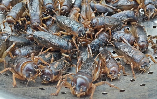 Dế mèn sinh sản có một vòng đời nhất định