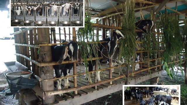 Rau xanh, cỏ là thực phẩm chủ yếu của loài dê