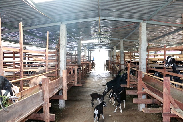 Học Kỹ Thuật Nuôi Dê Nhốt Chuồng Cơ Bản Nhất