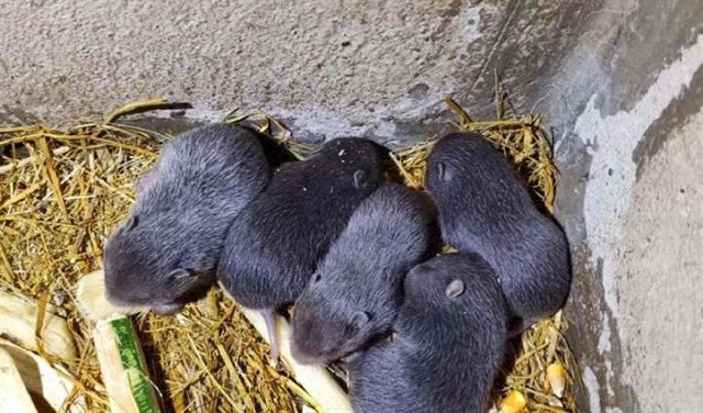 Hướng Dẫn Chi Tiết Kỹ Thuật nuôi Dúi Thương Phẩm