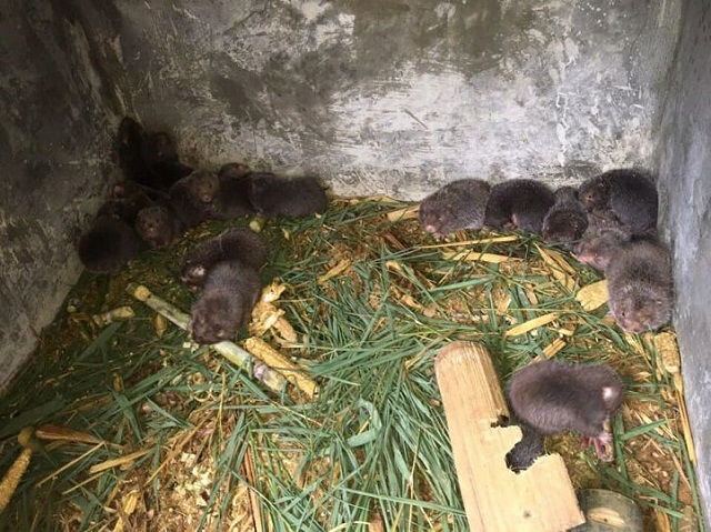 Bạn cần thường xuyên quan sát, kiểm tra để biết tình trạng dúi có bị nhiễm bệnh hay không