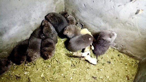 Bật Mí Kỹ Thuật Nuôi Dúi Đẻ Khỏe Mạnh - Năng Suất Cao