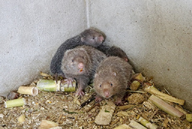 Thiết kế chuồng nuôi dúi theo kiểu tủ thuốc bắc thuận tiện hơn cho việc chăm sóc 