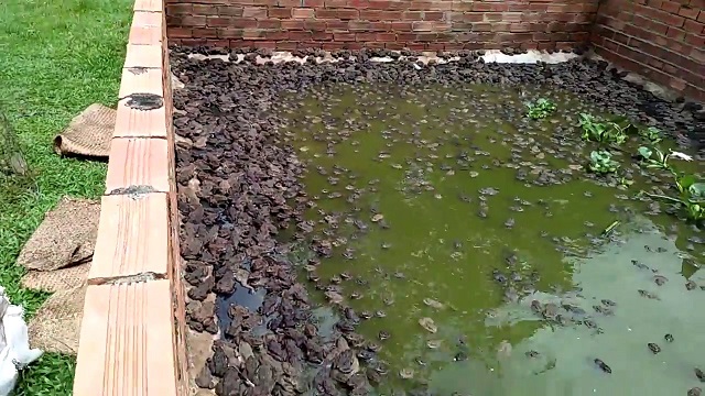 Việc lựa chọn giống ếch đóng vai trò rất quan trọng