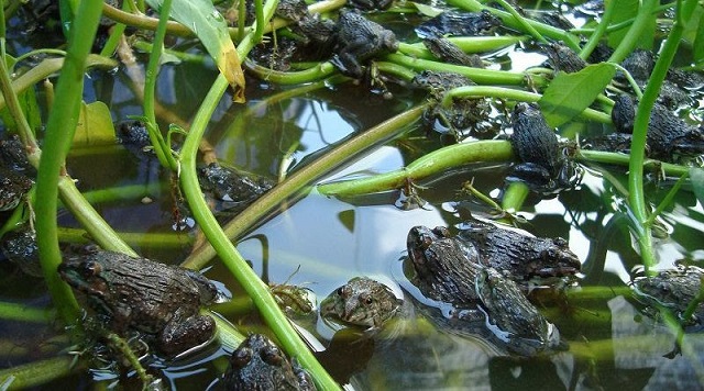 Ếch rất dễ gặp phải bệnh mù mắt do nhiều nguyên nhân gây ra