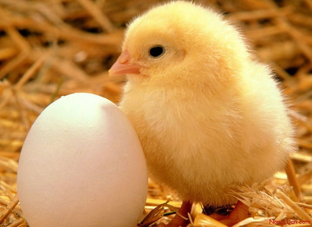 Khi chọn giống gà con bạn chỉ nên chọn những con khỏe mạnh, có độ đồng đều