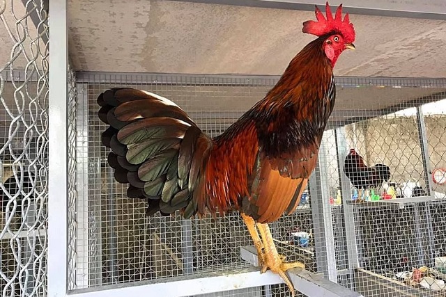 Kỹ Thuật Nuôi Gà Đá Cựa Sắt Chuẩn Nhất