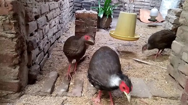 Chuồng trại nuôi gà Lôi cần đảm bảo sạch sẽ thoáng mát