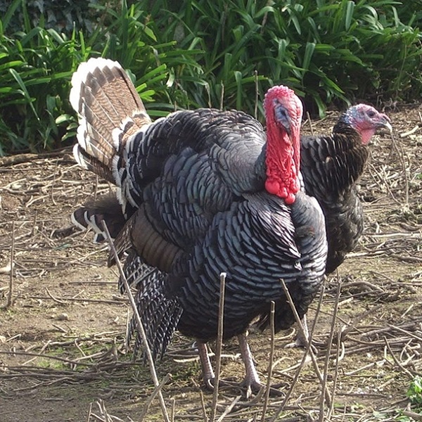 Chia Sẻ Những Điều Đáng Chú Ý Nhất trong Kỹ Thuật Nuôi Gà Lôi