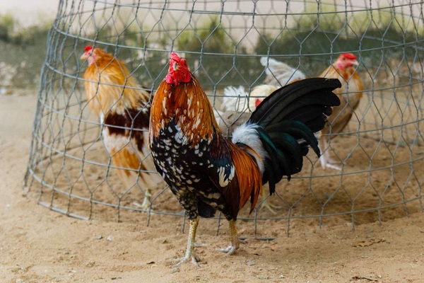 Chia Sẻ Từ Chuyên Gia Về Kỹ Thuật Nuôi Gà Mỹ