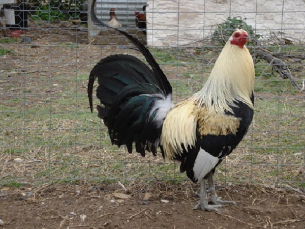 Việc lựa chọn giống gà Mỹ đóng vai trò quyết định đến sức khỏe và ngoại hình gà sau này