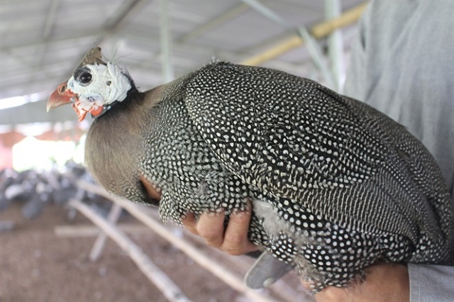 Chia Sẻ Về Kỹ Thuật Nuôi Gà Sao Mang Lại Năng Suất Cao