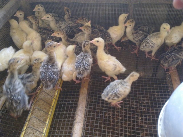 Bạn có thể chọn gà giống từ gà tây con khỏe mạnh