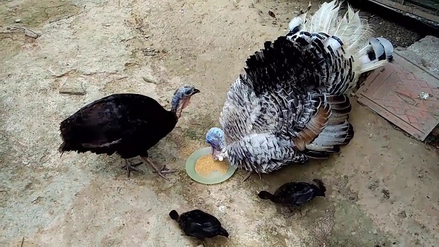 Chia Sẻ Kỹ Thuật Nuôi Gà Tây Mang Đến Lợi Nhuận Cao